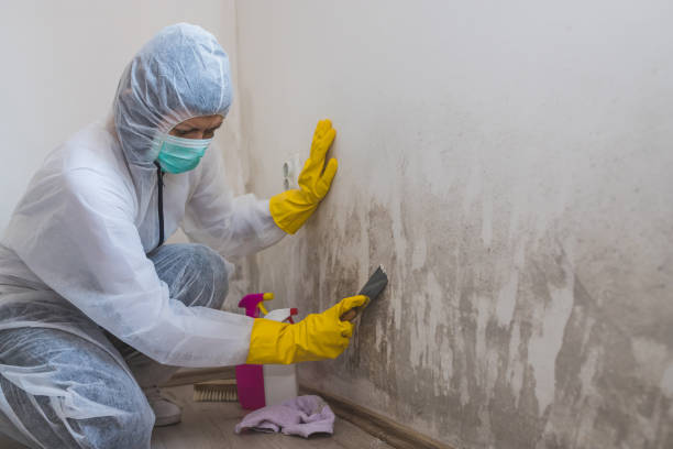 Best HVAC Mold Remediation in Kent Acres, DE