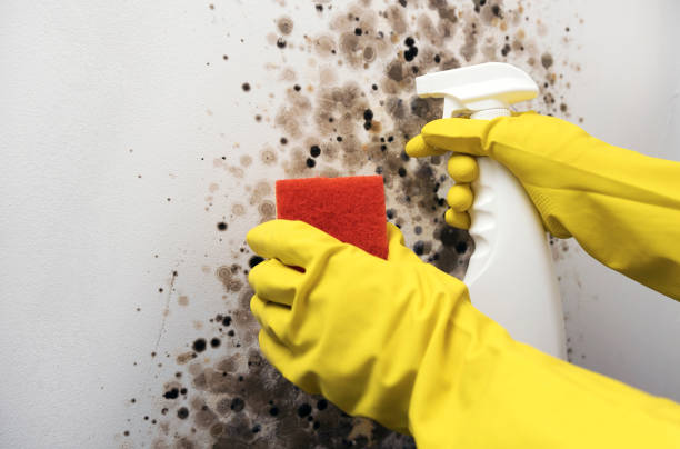 Best Black Mold Remediation in Kent Acres, DE